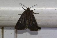 Mesapamea secalella/secalis