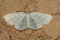 Cabera pusaria