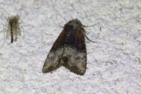 Mesoligia furuncula
