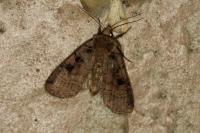 Xestia ditrapezium