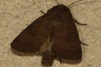 Hoplodrina