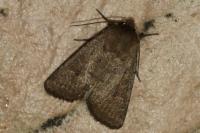 Hoplodrina