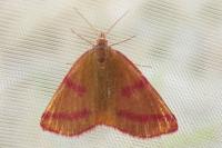 Lythria purpuraria