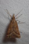 Synaphe punctalis