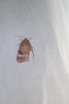 Amphipyra pyramidea