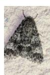 Acronicta megacephala