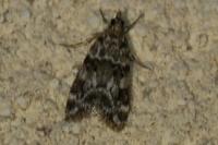 Eudonia delunella