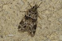 Eudonia delunella