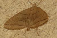 Herminia
