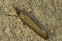 Agriphila straminella