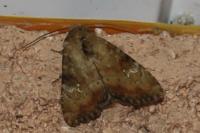 Apamea scolopacina