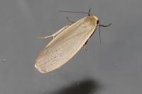 Collita griseola