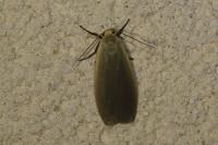 Collita griseola