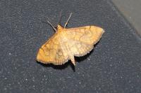 Anania verbascalis