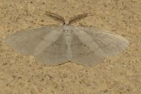 Cabera