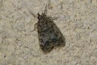 Eudonia lacustrata
