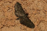 Eupithecia tripunctaria