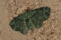 Pasiphila rectangulata