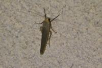 Eilema caniola
