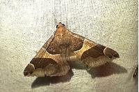 Dysgonia algira