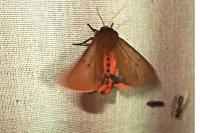 Phragmatobia fuliginosa