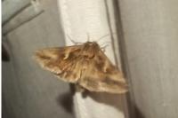 Autographa gamma