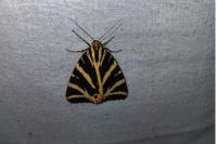 Euplagia quadripunctaria