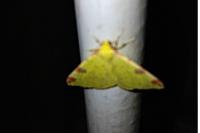 Opisthograptis luteolata