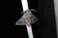 Thaumetopoea pityocampa
