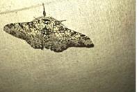 Biston betularia