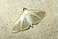 Palpita vitrealis