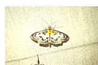 Anania hortulata