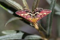 Pyrausta ostrinalis