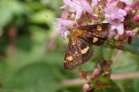 Pyrausta aurata