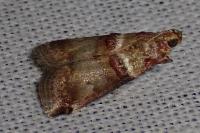 Acrobasis tumidana