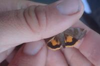 Noctua janthe