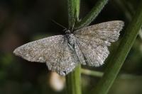 Scopula immorata