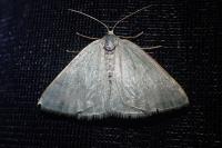 Pseudoterpna pruinata