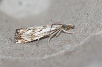 Catoptria falsella