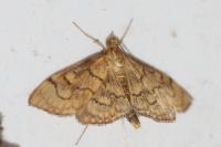 Anania verbascalis