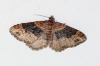 Xanthorhoe