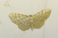 Idaea fuscovenosa