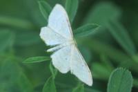 Idaea humiliata