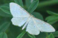 Idaea humiliata