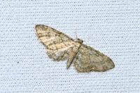 Eupithecia abbreviata