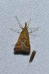 Synaphe punctalis