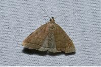 Herminia tarsipennalis