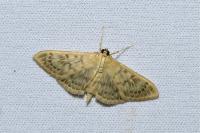 Patania ruralis