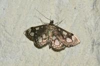 Anania coronata