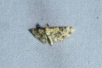 Eupithecia pulchellata